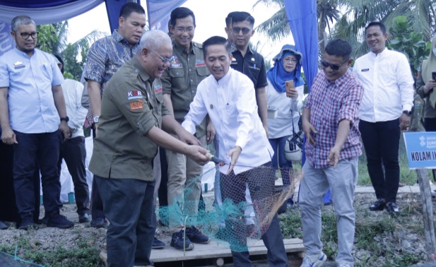 Cegah Ikan Belida Punah, Palembang Kembangkan Budidaya Ikan Belida Thailand