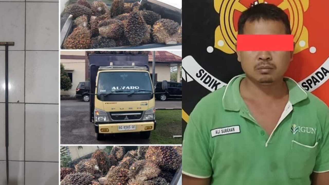 Terciduk Gelapkan 52 Janjang Sawit, Begini Nasib Sopir PT DAM!