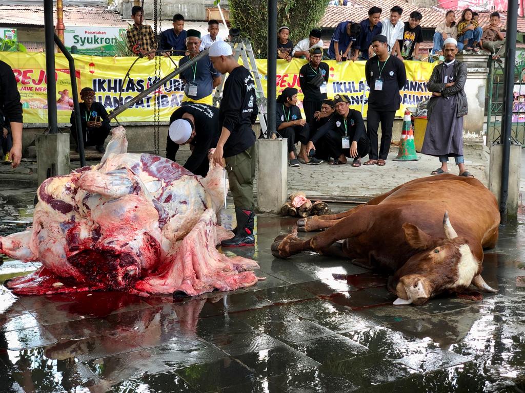 Usai Sholat Idul Adha Juleha Sumsel lanjut Lakukan Pemotongan Sapi Kurban Gubernur