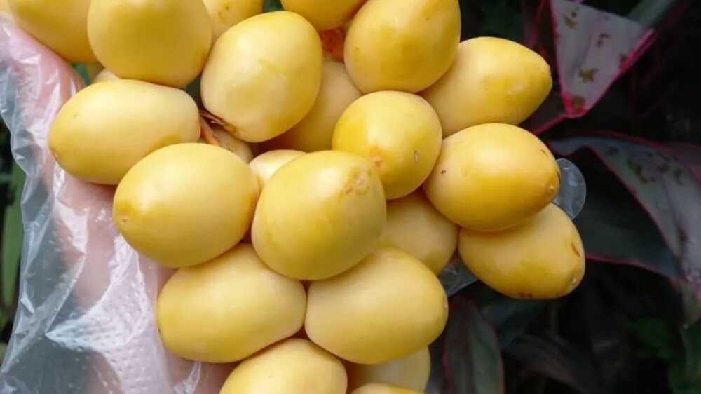 Kurma Muda Merupakan Potensi Superfood Baru yang Menarik