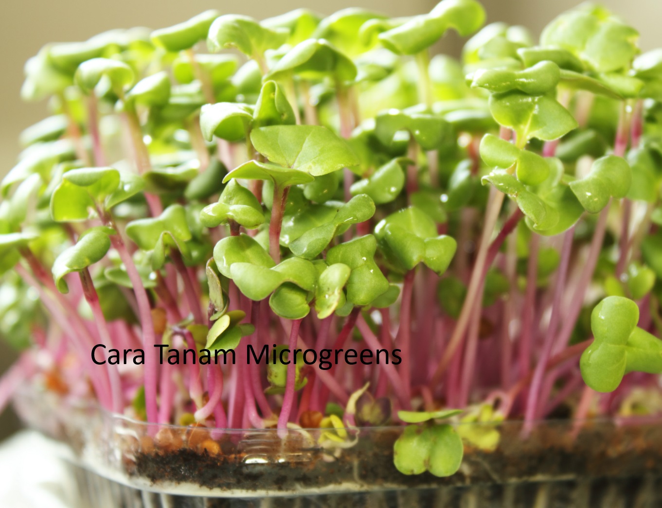 Ini Dia 7 Cara Menanam Microgreens, Sayuran Imut Kaya Nutrisi