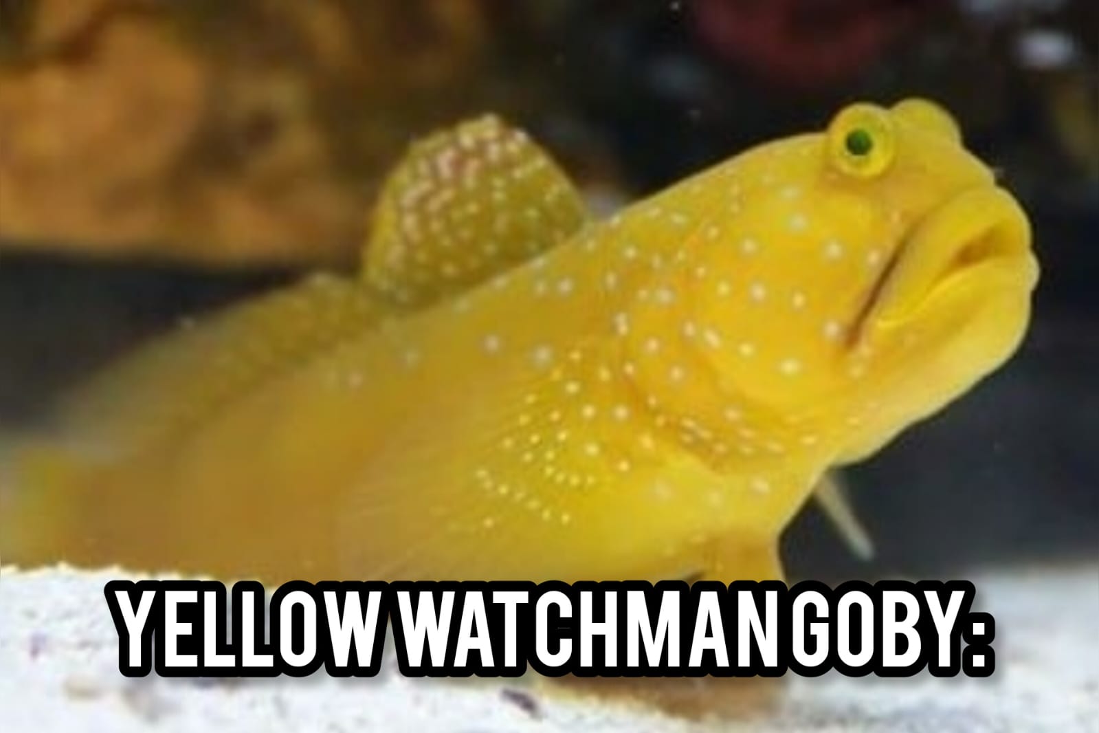 Yellow Watchman Goby: Ikan Hias Air Laut yang Menawan untuk Hobiis Aquarium