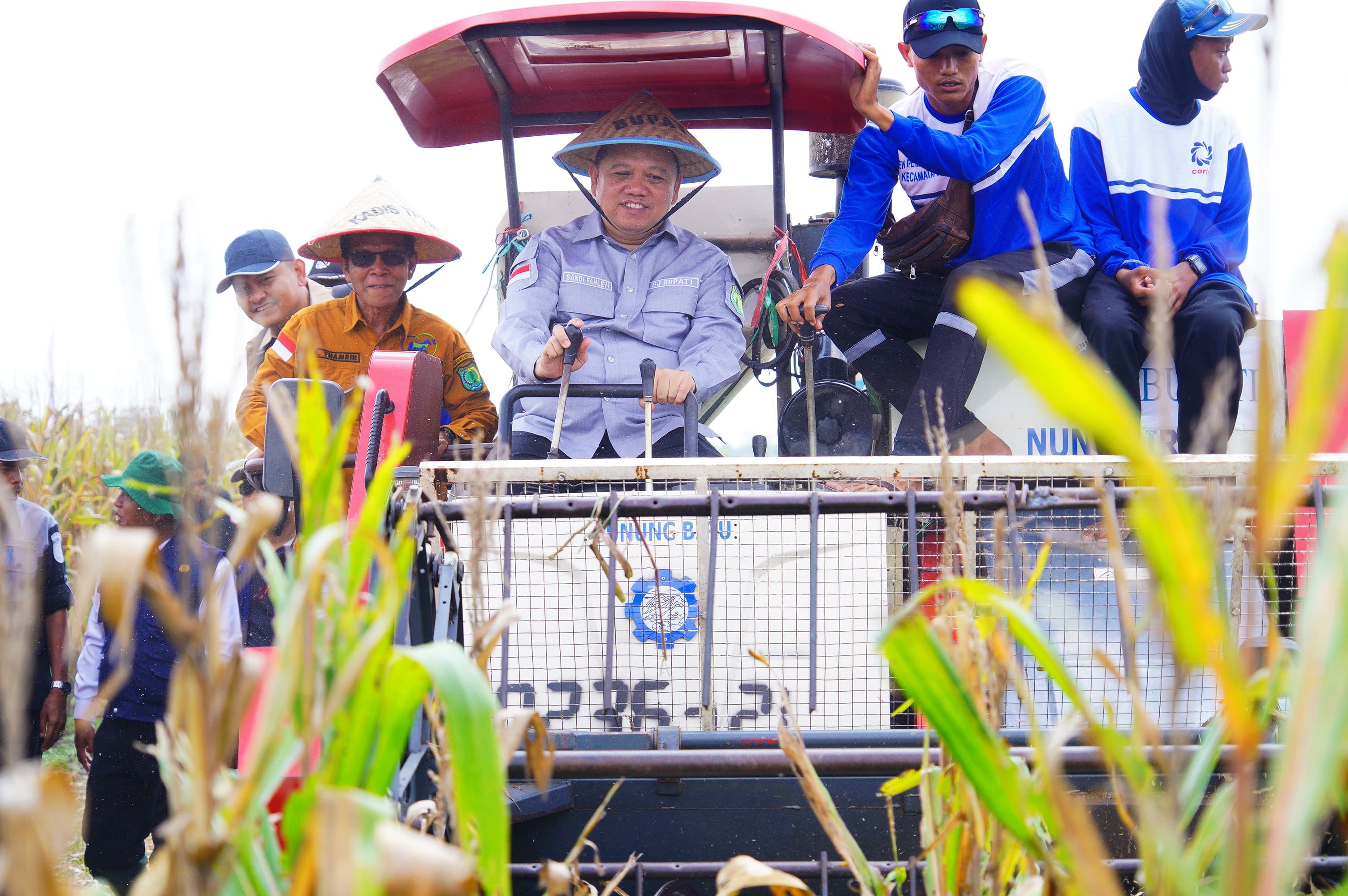 Panen Raya Jagung di Kecamatan Lalan: Mewujudkan Swasembada Pangan Muba