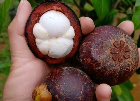 Manggis Si Garcinia Mangostana Kaya Manfaat Kesehatan 