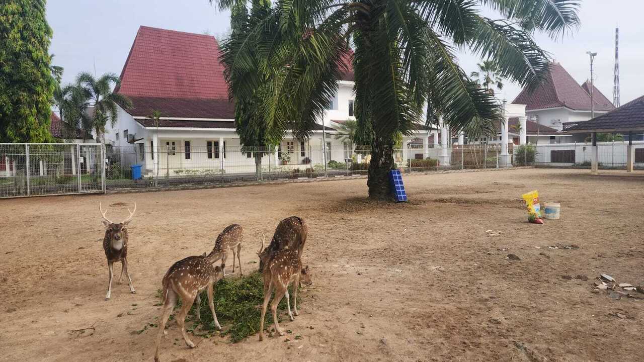 Wisata Fauna di Rumah Dinas Bupati Musi Banyuasin Jadi Hiburan Keluarga dan Sumber Kebanggaan Warga