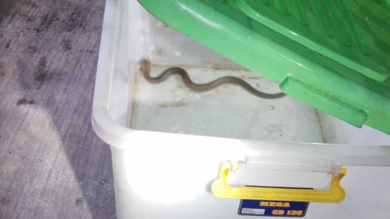 Hati-Hati! Ular Kobra : Anaknya Berhasil Di Evakuasi Petugas Rescue Damkar Lubuklinggau, Induk Masih Berkelia