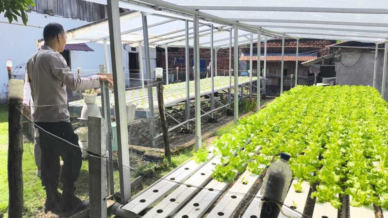 Sulap Perkarangan Menjadi Ladang Harapan