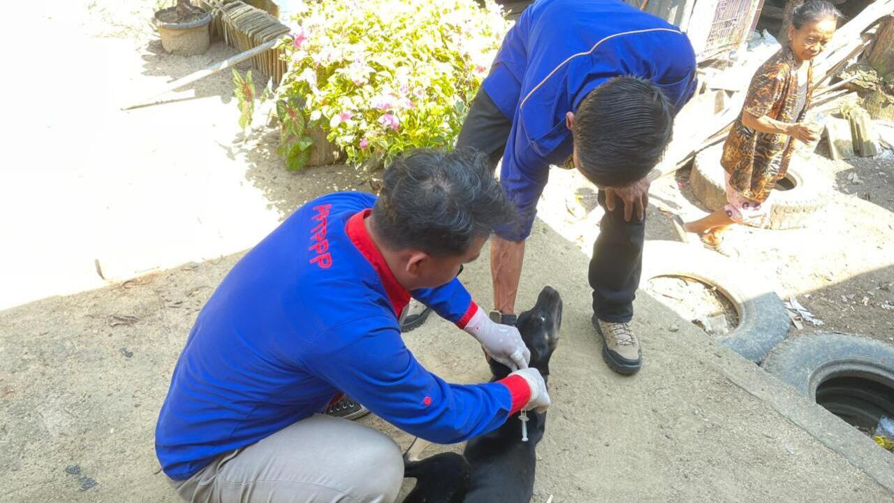 Dinas Pertanian OKU Vaksin 1.000 Ekor Hewan Rabies