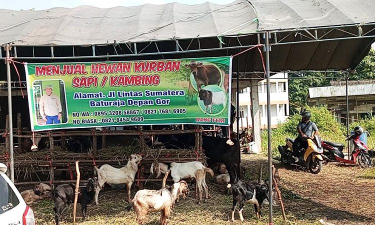 Jelang Idul Adha, Pedagang Hewan Kurban Keluhkan Sepi Pembeli