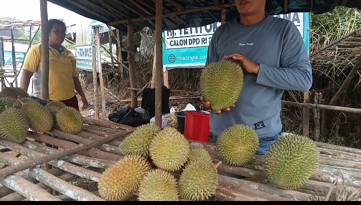 Menguak Rahasia Memilih dan Menikmati Durian Berkualitas