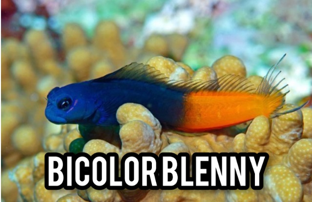 Bicolor Blenny, Si Imut Kombinasi Warnanya Menakjubkan Menawan Hati Pencinta Ikan 