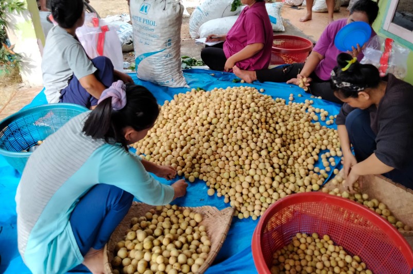 Harga Anjlok, Petani Duku di OKU Kecewa