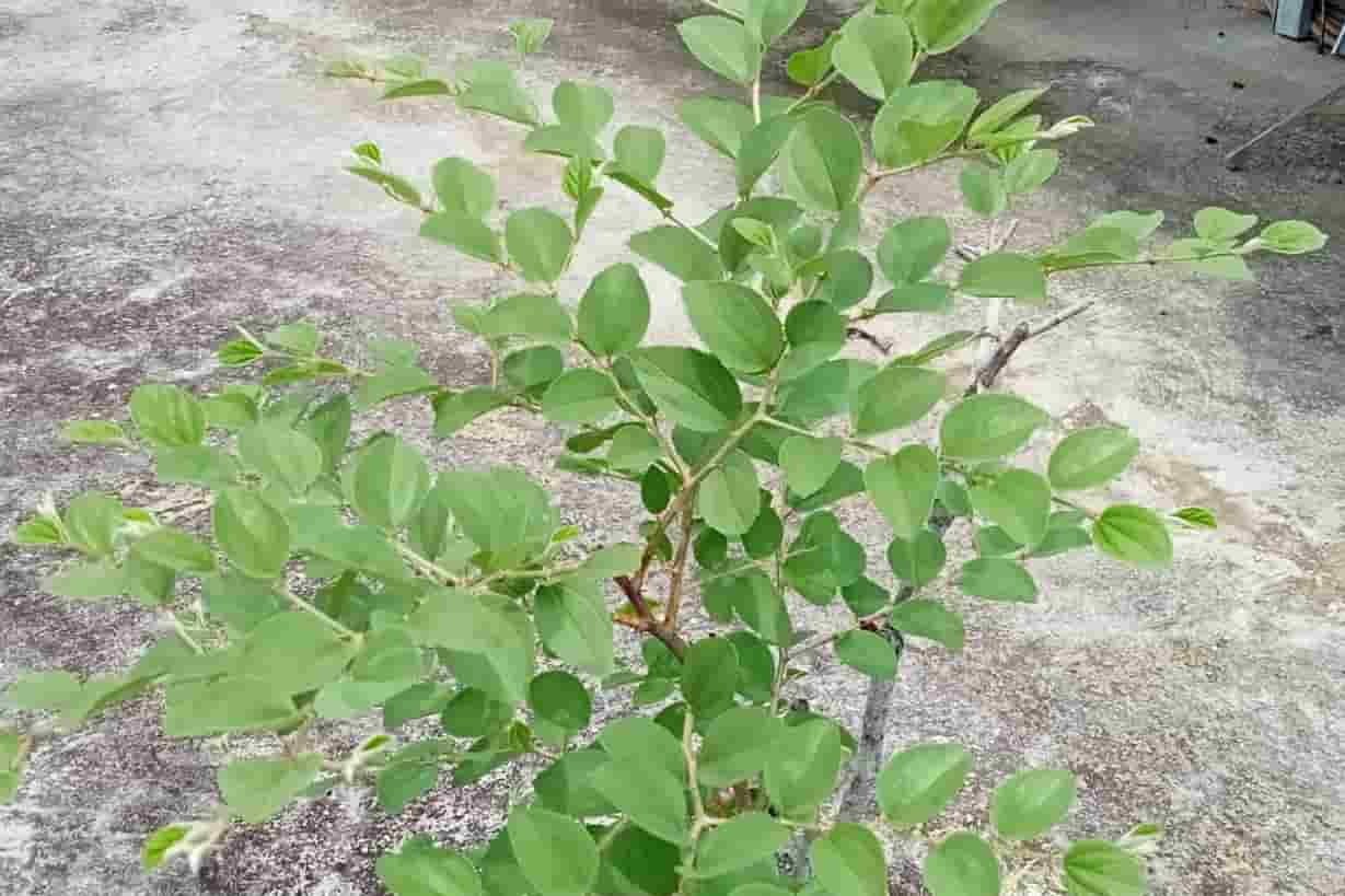 Daun Bidara Berkhasiat untuk Kesehatan Juga Menyuburkan Kandungan, Begini Cara Memakainya...