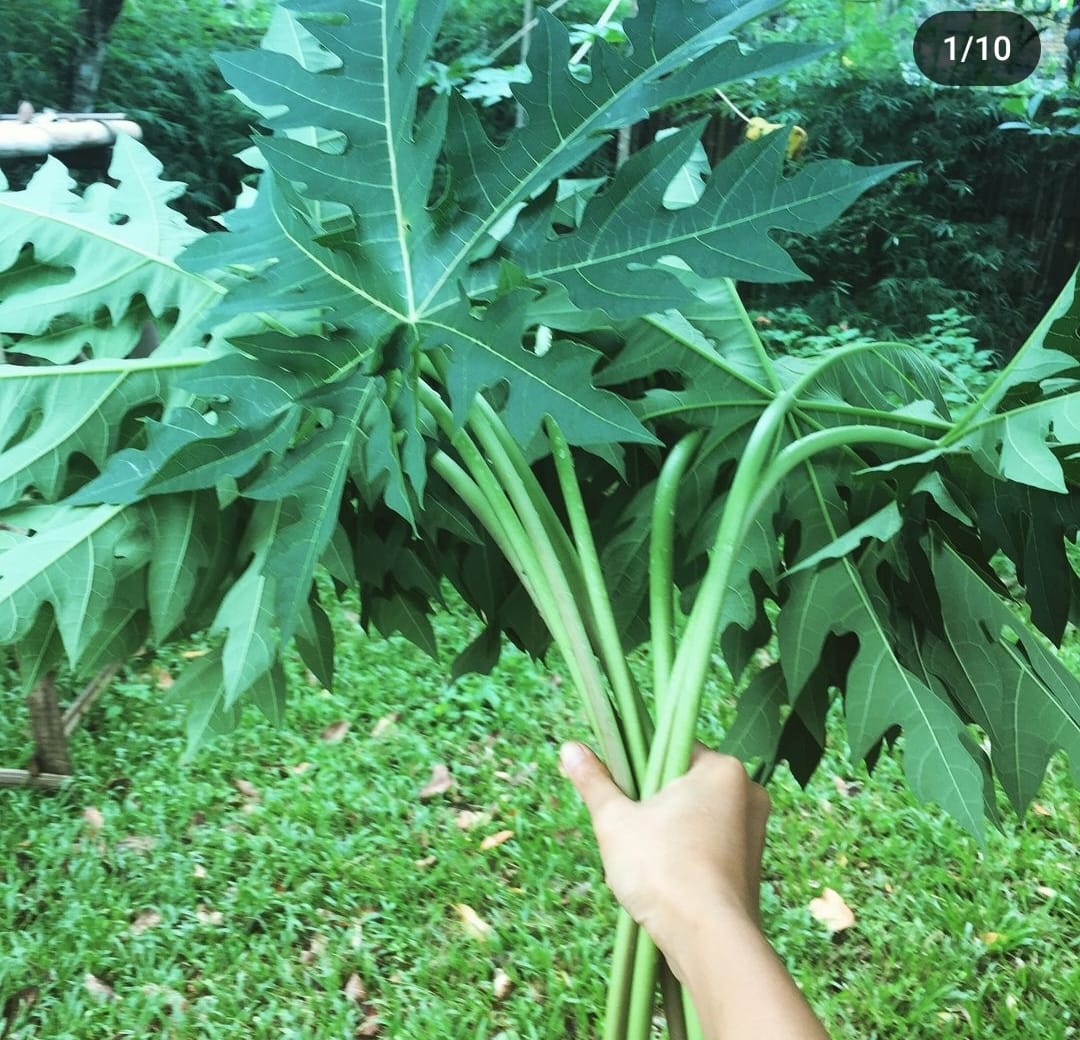 Cantik dengan Masker Daun Pepaya Buatan Sendiri!