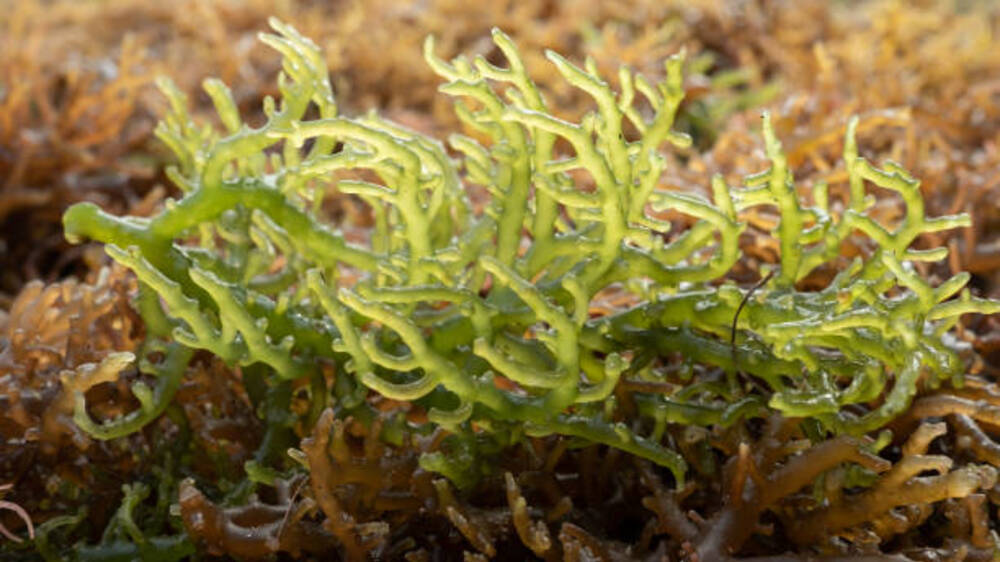 Rumput Laut sebagai Sumber Kalsium Unggul dan Alternatif Protein: Keajaiban Nutrisi di Bawah Permukaan Laut