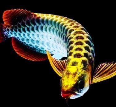 Keajaiban Ikan Arwana: Kekayaan Warna dan Mitos Mistis
