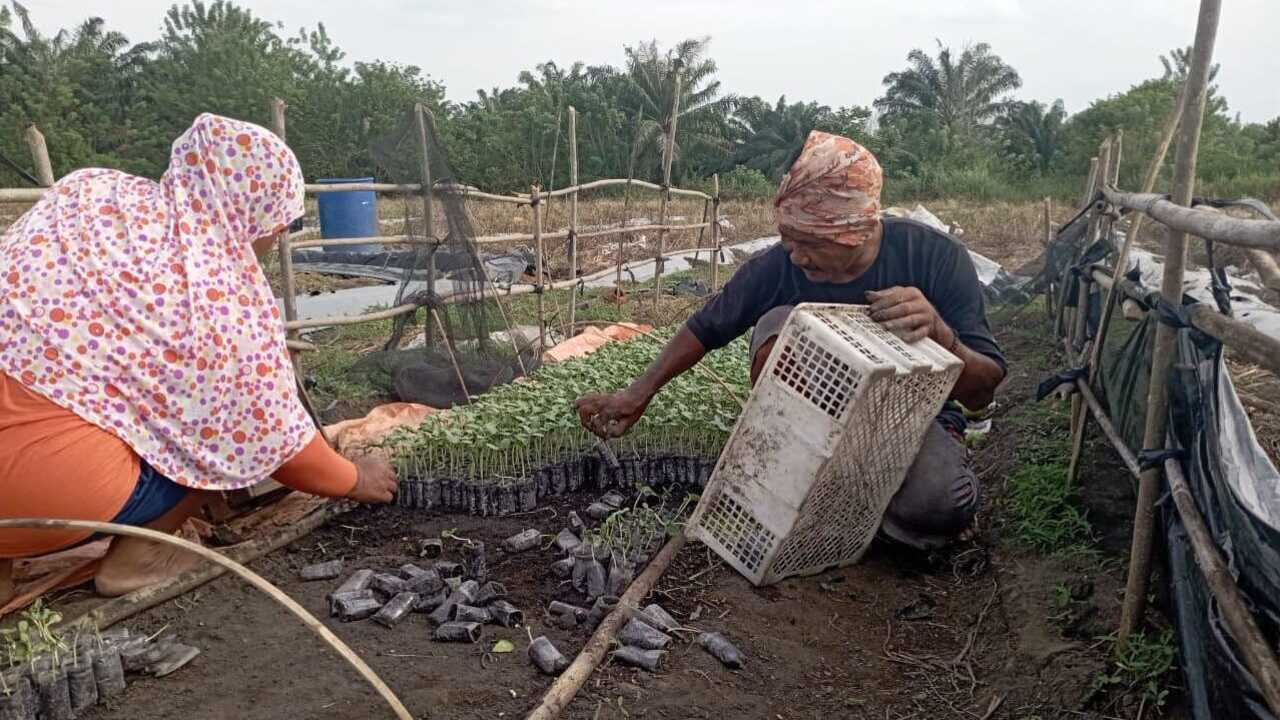 Optimalisasi Produksi Semangka Melalui Penanganan Benih yang Efektif