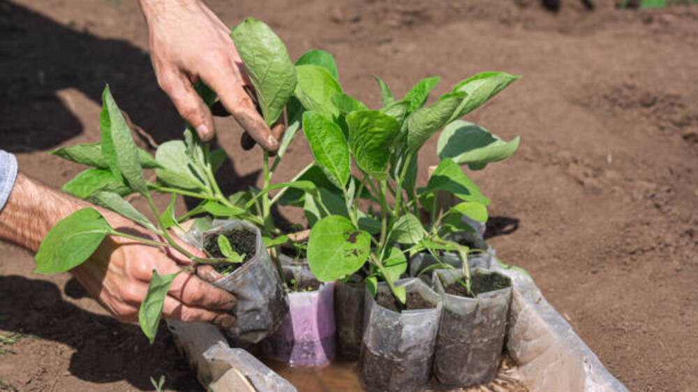 Polybag Planting: Metode Inovatif untuk Pertumbuhan Tanaman Optimal dan Pengelolaan Efisien