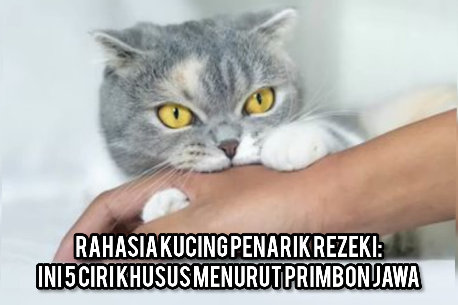 Rahasia Kucing Penarik Rezeki: Ini 5 Ciri Khusus Menurut Primbon Jawa