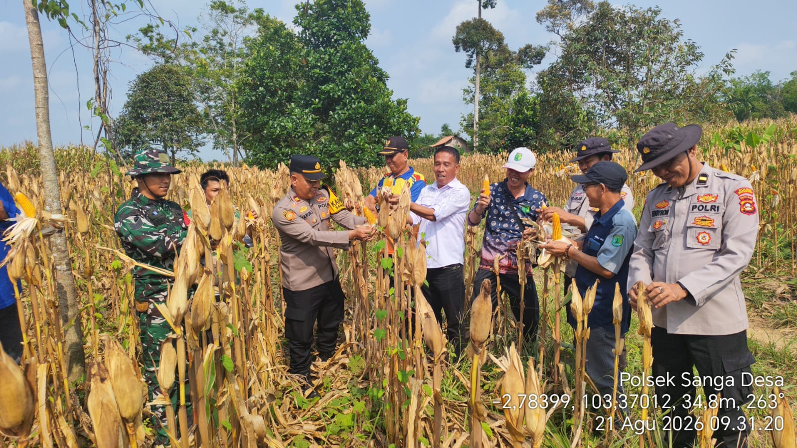 Panen Jagung di Desa Jud I Dukung Ketahanan Pangan Nasional