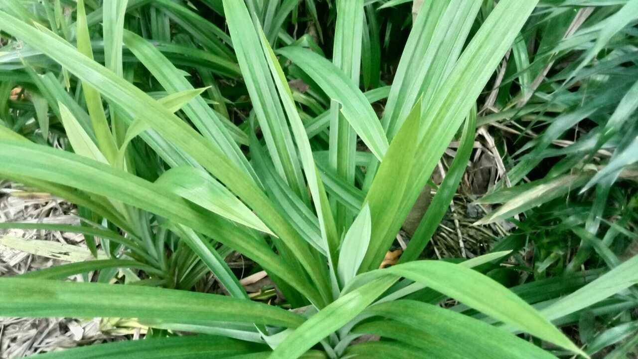 Daun Pandan Wangi, Rahasia Alami untuk Kesehatan Tubuh