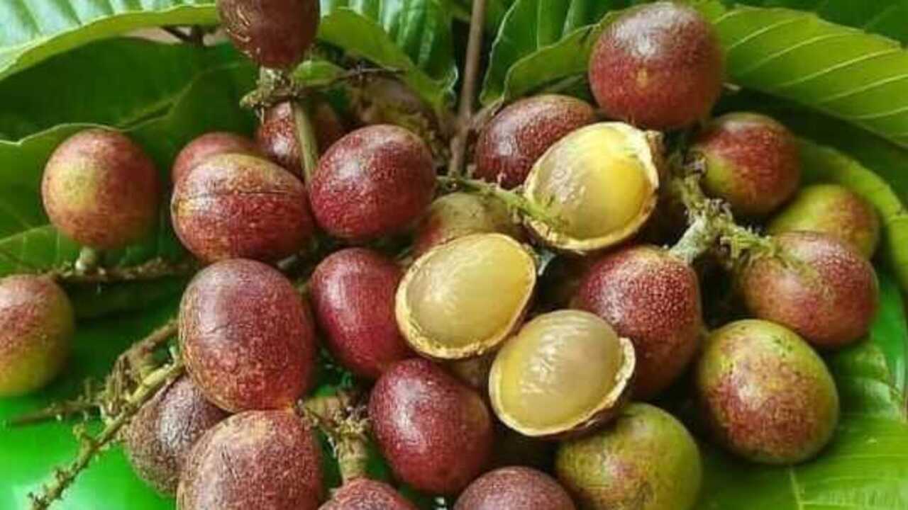 Manfaat Buah Matoa, Buah Eksotis dengan Segudang Kebaikan