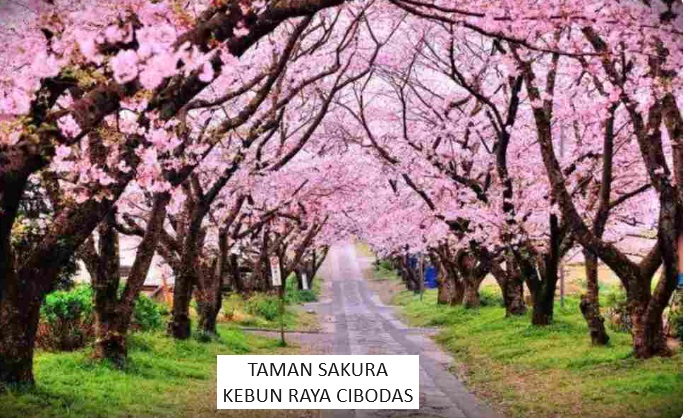 Wisata Kekinian di Kota Hujan Bogor, Ini 5 Destinasi yang Lagi Hits, Ada Taman Sakura Khas Jepang Juga Lho..