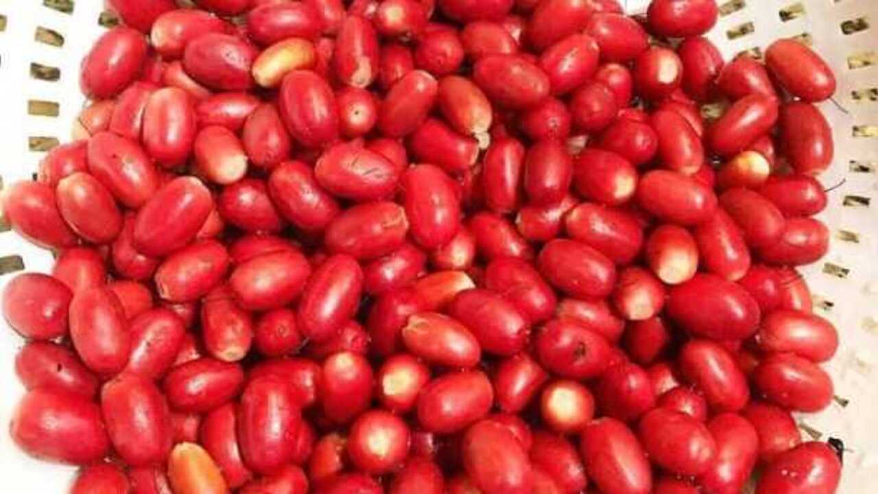 Manfaat Buah Miracle Fruit Keajaiban Kecil untuk Kesehatan dan Kecantikan