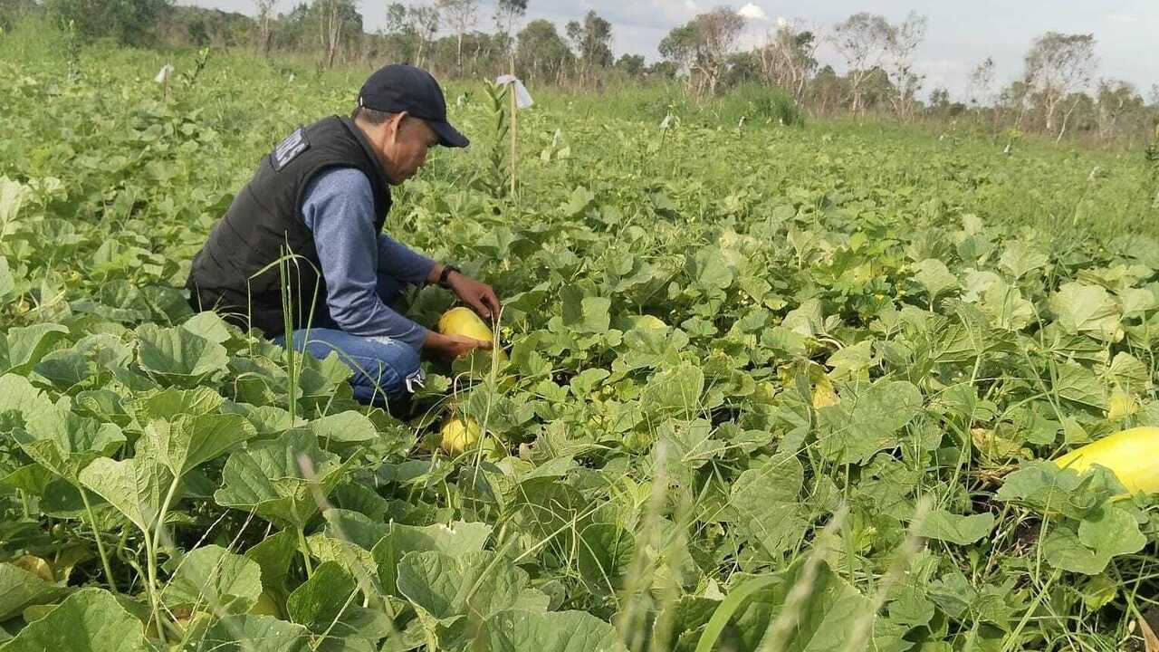 Petani Desa Palemraya Raup Untung dari Panen Blewah di Bulan Ramadhan