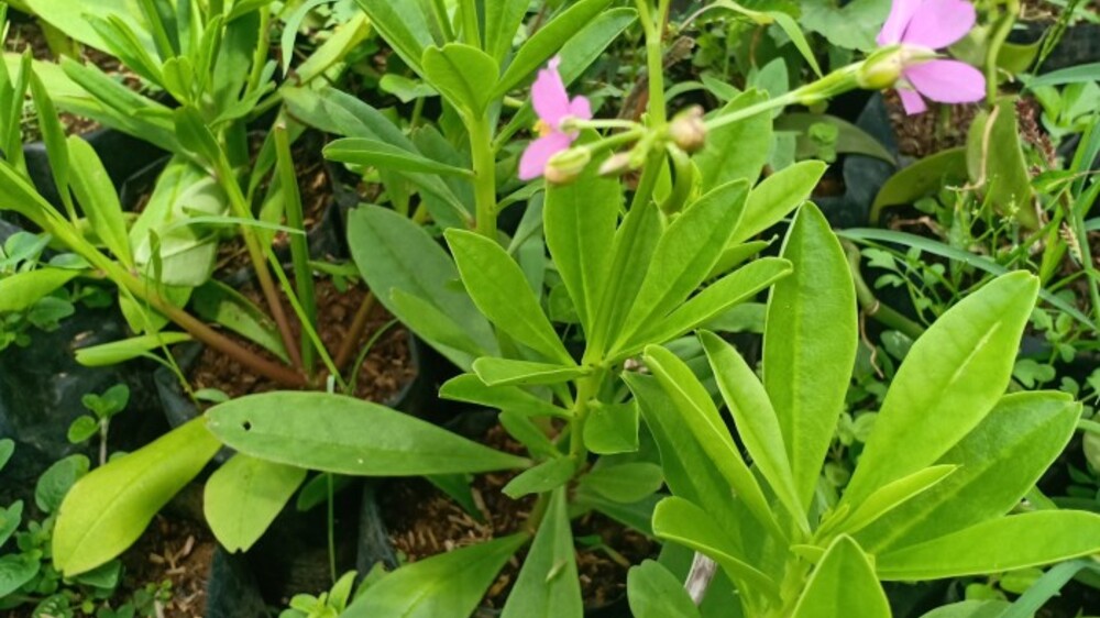 Ginseng Jawa,  Akar Sejajar dengan Keajaiban Kesehatan yang Tersembunyi!