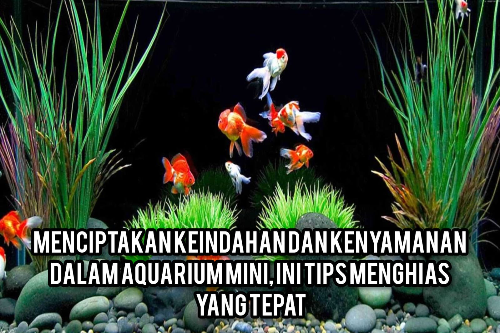 Menciptakan Keindahan dan Kenyamanan dalam Aquarium Mini, Ini Tips Menghias yang Tepat