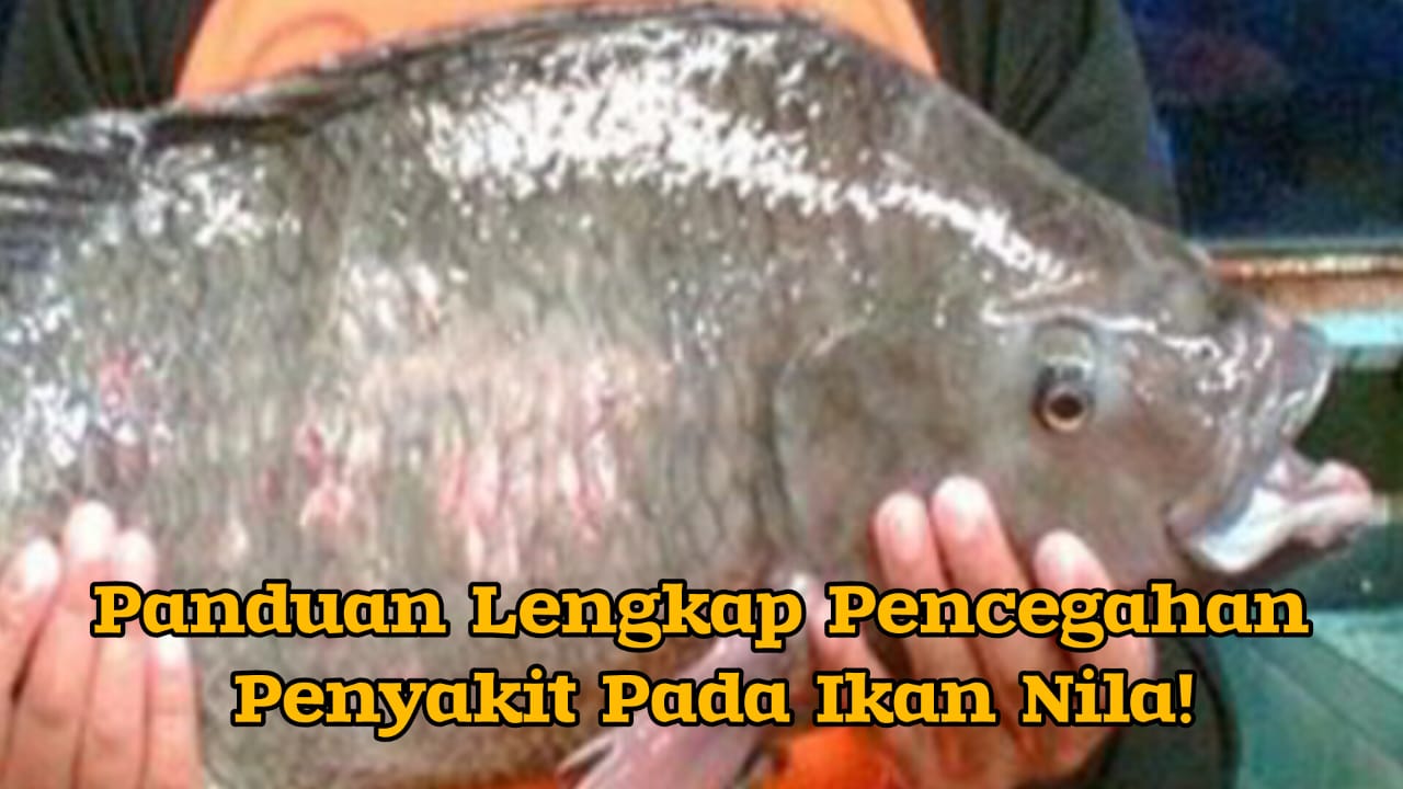 Panduan Lengkap Mencegah Penyakit pada Ikan Nila, Ini dia Caranya