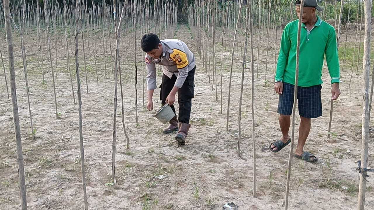 Dorong Ketahanan Pangan Lewat Budidaya Timun
