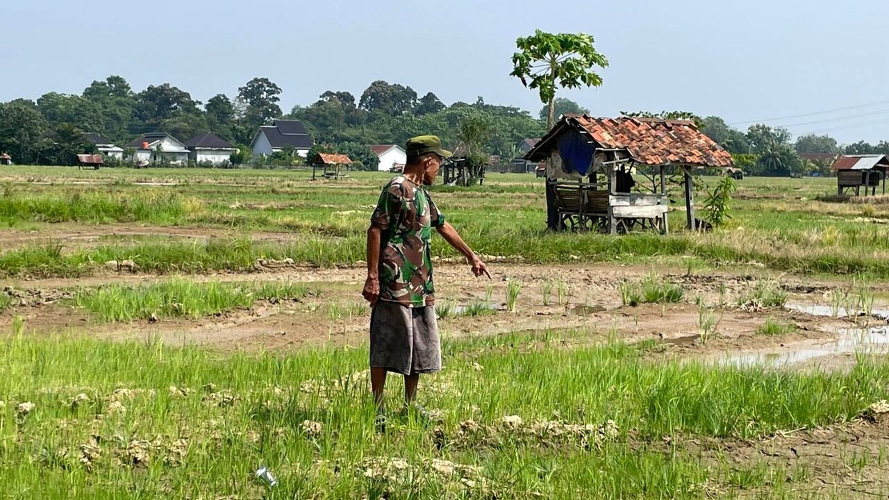 132 Hektar Sawah  Kekeringan, Ratusan Petani Terdampak