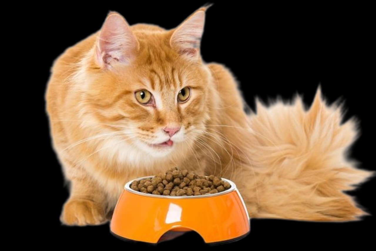Penting Memperhatikan Makanan yang Baik Untuk Kucing, Agar Beratnya Ideal, Ini Tipsnya
