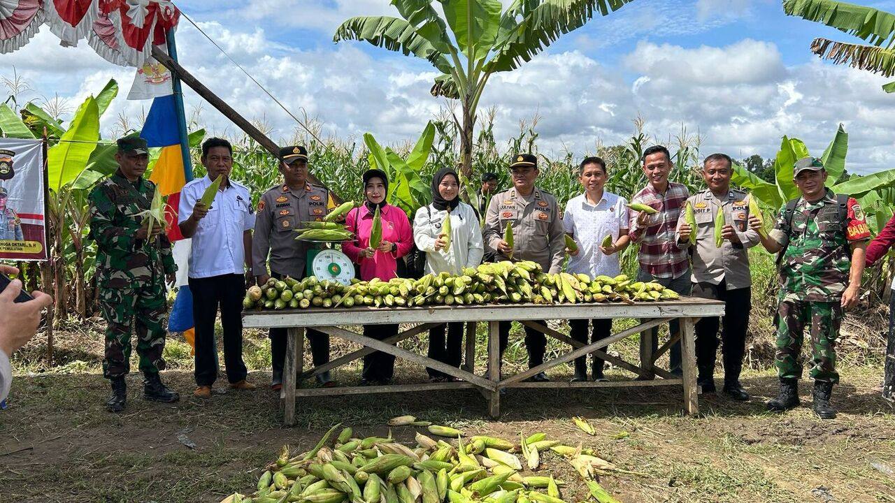 Polsek Pemulutan dan Kelompok Tani Tanjung Pasir Gelar Panen Jagung, Dukung Ketahanan Pangan Nasional