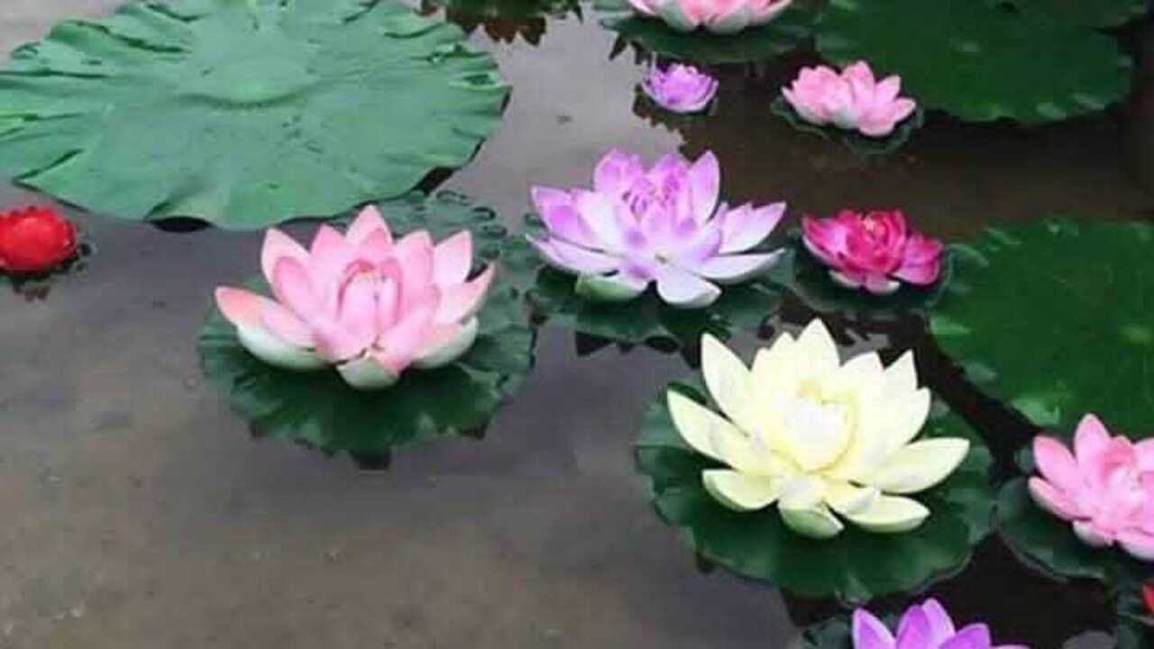 Bunga Teratai, Simbol Kesucian dan Kesejahteraan dalam Budaya Tiongkok dan Primbon Jawa