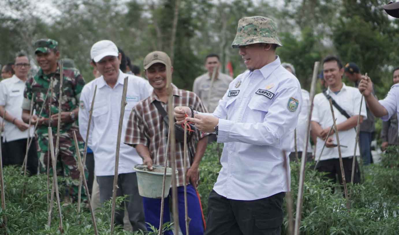 Tanah di OKU Cocok Tanam Cabai dan Bawang Merah