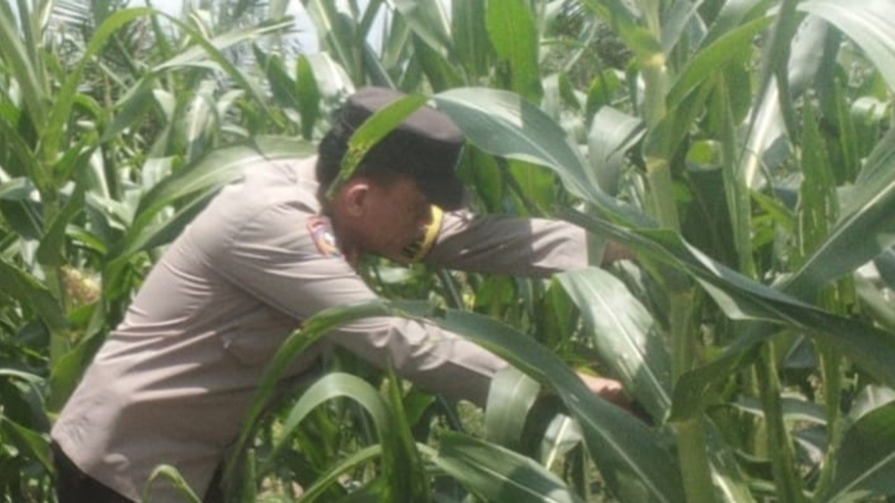 Jagung Tumbuh Subur, Ketahanan Pangan Nasional Menguat 