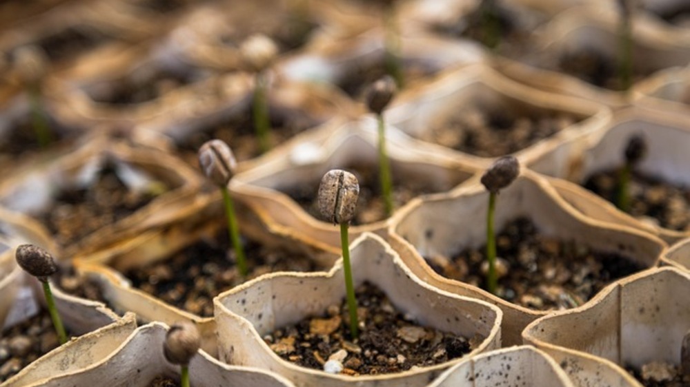Polybag Planting: Inovasi Pembibitan Modern untuk Panen Berkualitas Tinggi!