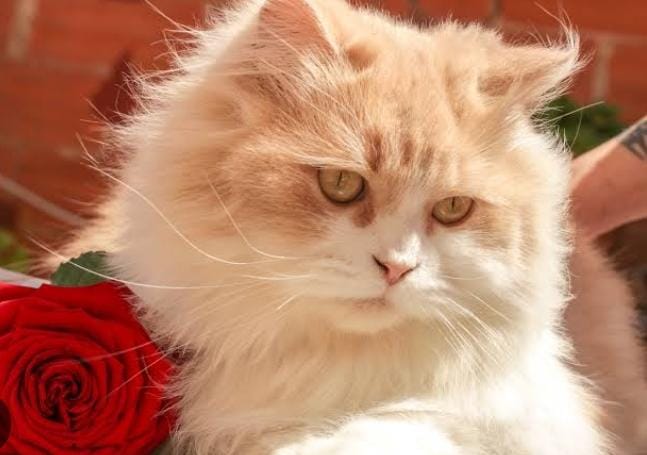 Rahasia Merawat Bulu Kucing Anggora Tetap Sehat dan Mengkilap, Lakukan 6 Tips Ini