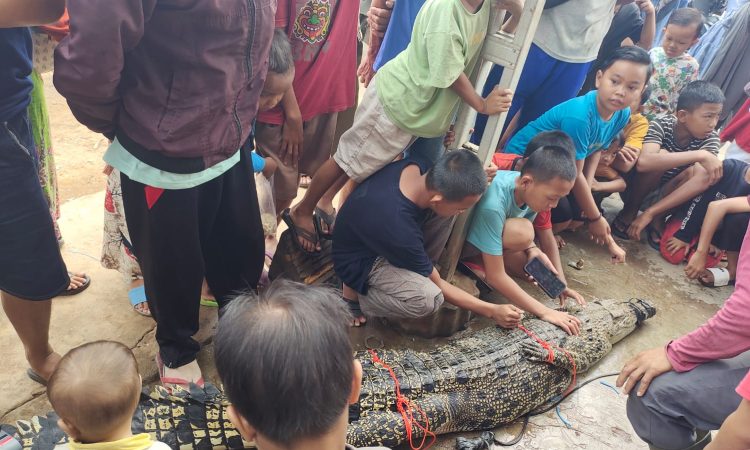 Warga Desa Lubuk Rukam Berhasil Tangkap Buaya Sepanjang 2,63 Meter di Sungai Ogan