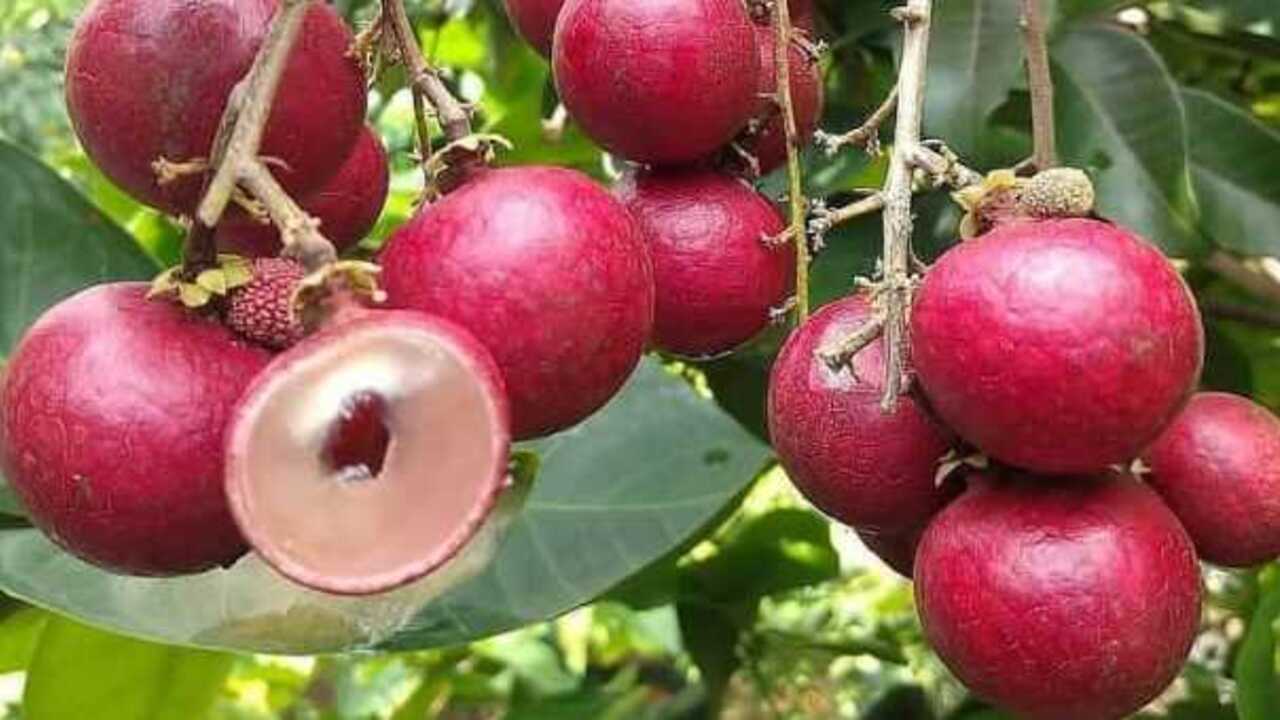 Keunikan Kelengkeng Kulit Merah Buah Eksotis dengan Rasa yang Menggoda