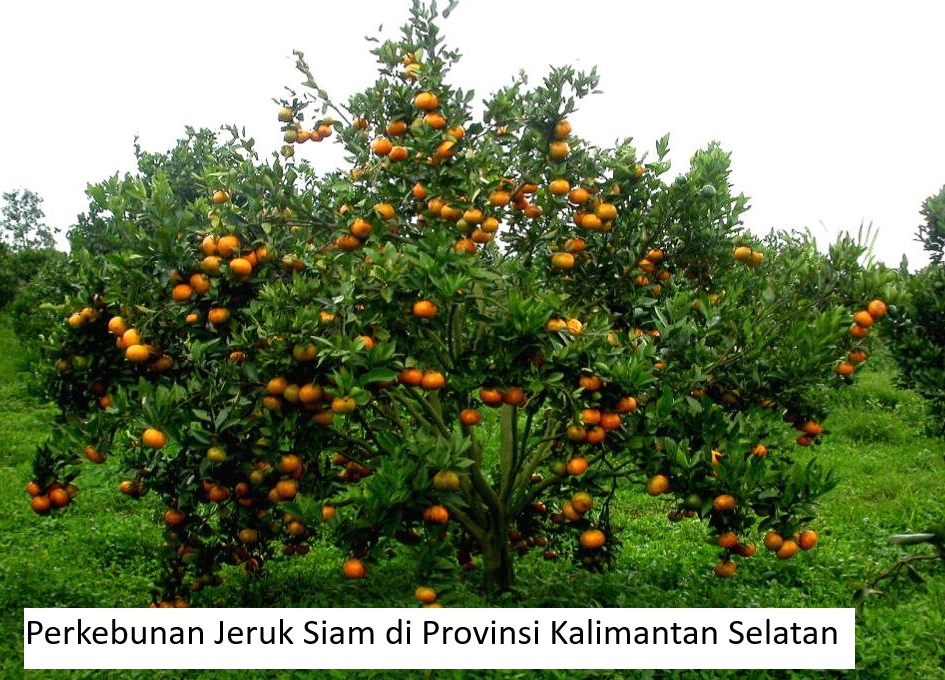 Menggali Potensi Pertanian Kalimantan Selatan: Menyongsong Kesejahteraan Petani dan Peluang Investasi