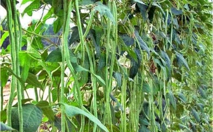 Sayur Lembayung Ternyata Bermanfaat Untuk Mencegah Keputihan dan Infeksi Saluran Kemih