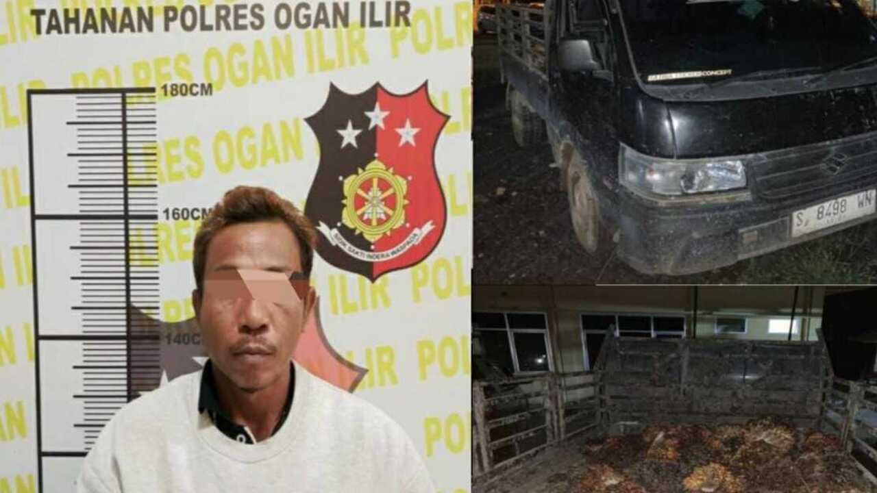 Bawa Mobil Pick-Up Pencuri Buah Sawit di Ogan Ilir Tertangkap Basah Pemilik