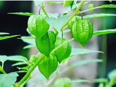 Bukan Sekadar Semak Biasa, Ciplukan Tanaman Peluruh Racun dan Analgetik