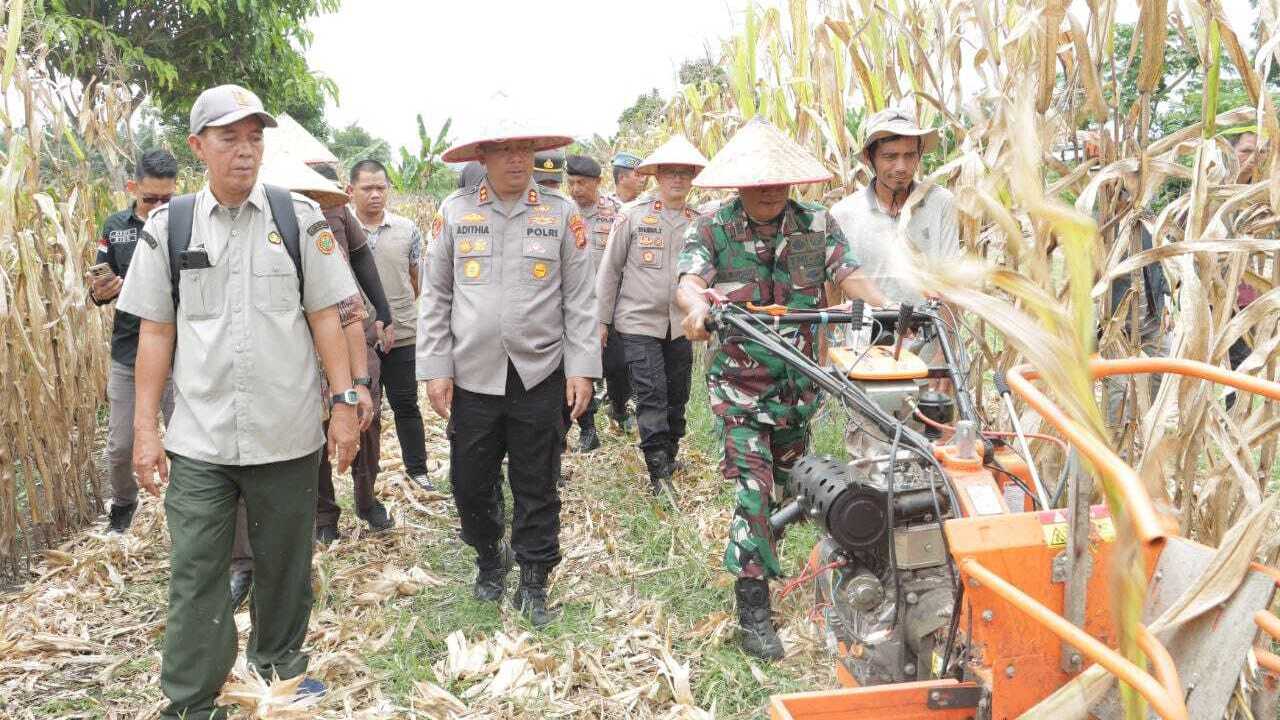 Panen Raya Jagung Serentak, Polri Perkuat Swasembada Pangan hingga Daerah