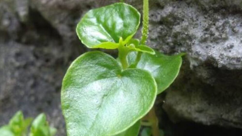  Daun Sirih Cina sebagai Penawar Ampuh untuk Asam Urat dan Sakit Kepala, Ini Pejelasannya!