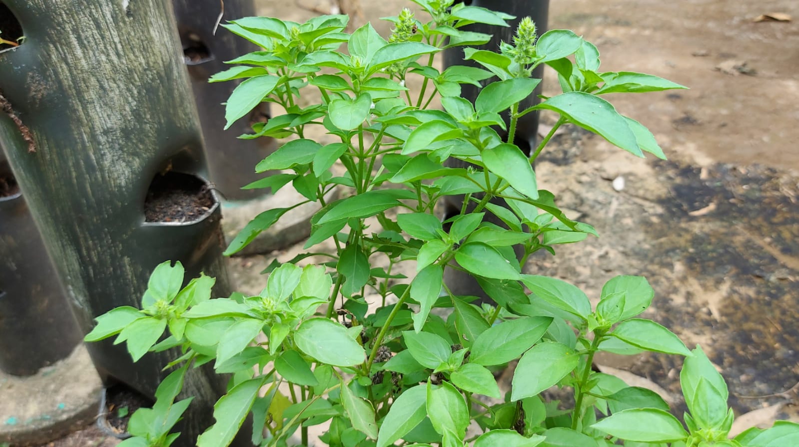 Daun Kemangi dan Lavender Dapat Mengatasi Darah Rendah